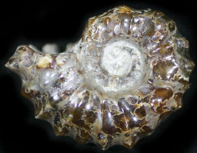 Polished, Agatized Douvilleiceras Ammonite - #29288